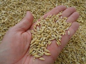 Grano de cebada: los beneficios y daños del producto, características del grano germinado.