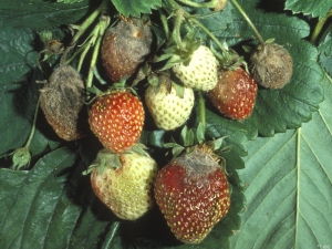 Aardbeien drogen en worden bruin: oorzaken en oplossingen