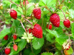 Aardbeien Alexandrina: rasbeschrijving en teelt