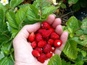 Strawberry Alexandria: rasbeschrijving en teeltkenmerken