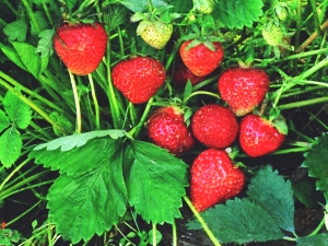 Aardbeien: is het een bes of een noot en wat zijn de kenmerken ervan?