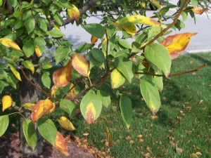 The leaves of the apple tree turn yellow: causes and treatment