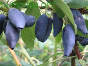 Honeysuckle Lakomka: characteristics and agricultural technology