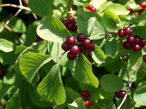 Honeysuckle Real: kenmerken en eigenschappen