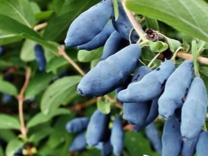 Kamperfoelie: plantbeschrijving en variëteit aan variëteiten