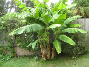 Bananenboom: wat voor plant is het, groeien er bananen aan een palmboom?