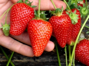 Hoe aardbeien te behandelen tegen ziekten en plagen tijdens vruchtvorming?