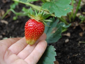 Hoe aardbeien te verwerken na het snijden van de bladeren?