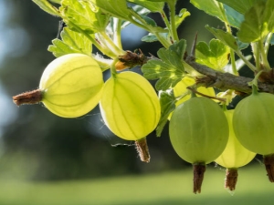 Hoe kruisbessen voeren na de oogst?