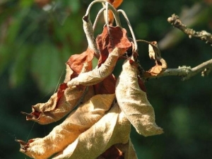 Wat te doen als de bladeren aan de appelboom droog zijn?