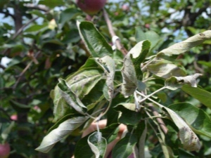 Wat te doen als de bladeren van de appelboom gekruld zijn?