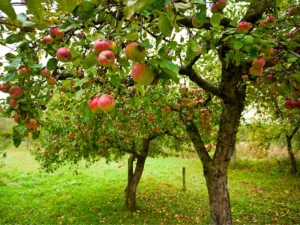 Fruitbomen voor de tuin: kenmerken van selectie, planten en verzorgen