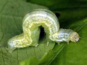 Caterpillars on an apple tree: causes, methods of control and prevention