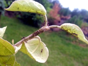 Hoe om te gaan met mieren op een appelboom?