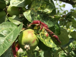 Hoe om te gaan met bladluizen op een appelboom?