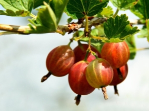 Hoe kruisbessen in de herfst snoeien voor een goede oogst?