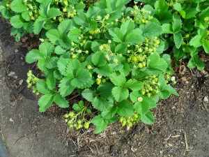 Hoe vrouwelijke en mannelijke aardbeienstruiken te onderscheiden?