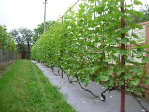 Hoe druiven aan een latwerk te binden?