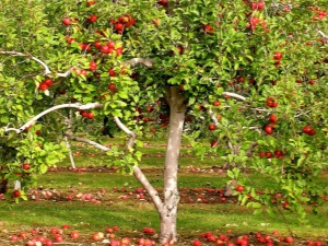 Hoe plant je een appelboom in de Oeral?