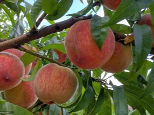 Hoe maak je perziken op siroop klaar voor de winter zonder sterilisatie?