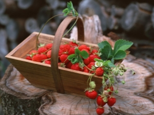 Classificatie van aardbeienrassen en hun kenmerken