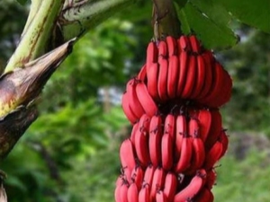 Rode bananen: hoe verschillen ze van geel fruit en hoe kook je ze?