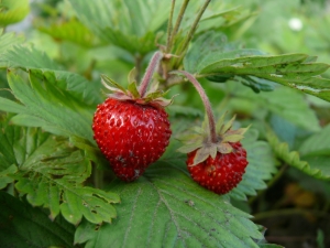 Wilde aardbeien: calorieën, geneeskrachtige eigenschappen en contra-indicaties 