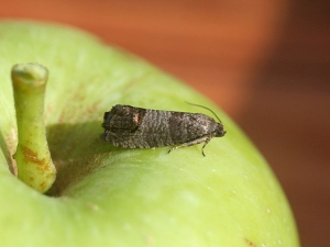 Methoden voor het omgaan met fruitmot op een appelboom