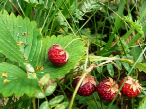 Is het mogelijk om wilde aardbeien snel te sorteren en is er een apparaat om paardenstaarten te reinigen?