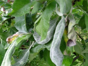 Echte meeldauw op een appelboom: waarom verscheen het en hoe te bestrijden?