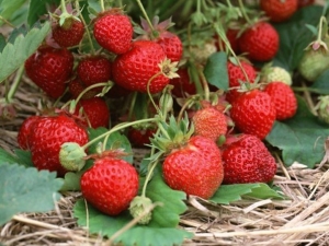 Overblijvende aardbeien snoeien na de oogst