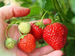 Kenmerken van het voeren van aardbeien tijdens vruchtlichamen