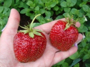 Kenmerken van het voeren van aardbeien