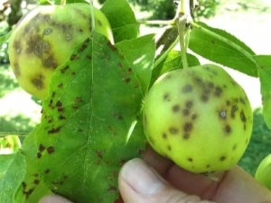 Schurft op een appelboom: kenmerken van de ziekte en behandelingsmethoden