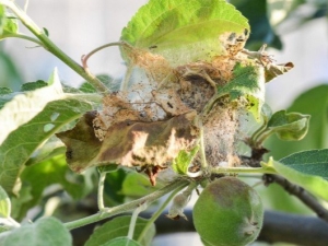 Web on an apple tree: causes and remedies