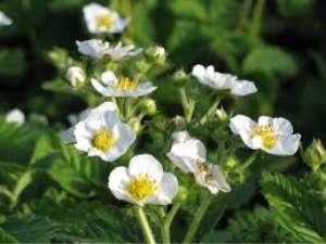 Waarom bloeien aardbeien, maar zijn de bessen niet gebonden en wat te doen?