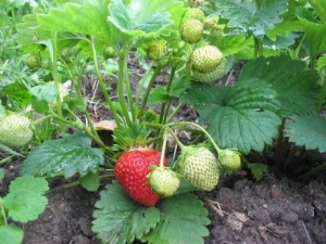 Waarom aardbeien geen snor geven en wat te doen?