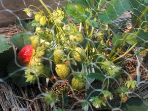 Waarom worden aardbeien niet rood, maar hard en wat eraan te doen?