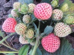 Waarom gieten aardbeien niet en wat te doen?