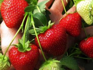 Aardbeien planten en verzorgen in juni: kenmerken en tips van ervaren tuiniers