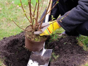 Regels en kenmerken van het planten van kruisbessen in de herfst