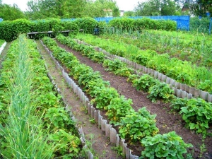 Soorten bedden voor aardbeien