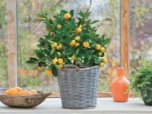 Citrus kamerplanten kweken