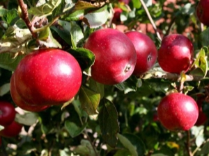 Appelboom Rood eerder: kenmerken van de variëteit en teelt