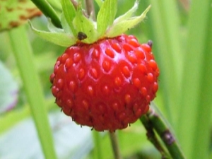 Aardbeien: voordelen en nadelen, calorieën en samenstelling