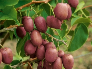 Actinidia arguta: variëteiten, planten en verzorgen