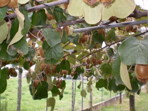 Actinidia: cultuurbeschrijving en toepassing 