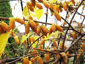 Actinidia polygama: opis, odmiany, właściwości i zastosowania 