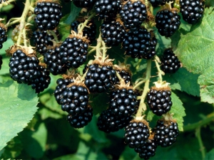 Blackberry Agawam: rasbeschrijving, planten en verzorgen