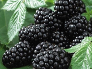 Blackberry Black Satin: rasbeschrijving, aanplant en verzorging